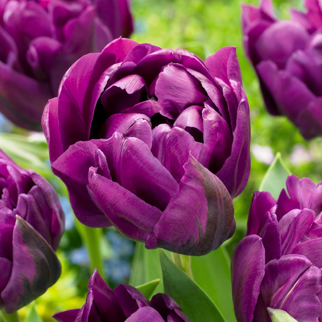 🌷 Tulipa ‘Double Lilac’ – Dubbele lila tulp | (24 stuks)