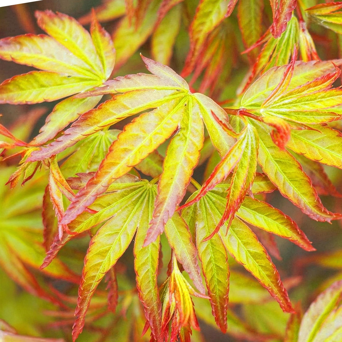 🍁 Acer palmatum ‘Little Princess’ – Groene Japanse Esdoorn | (3 stuks)
