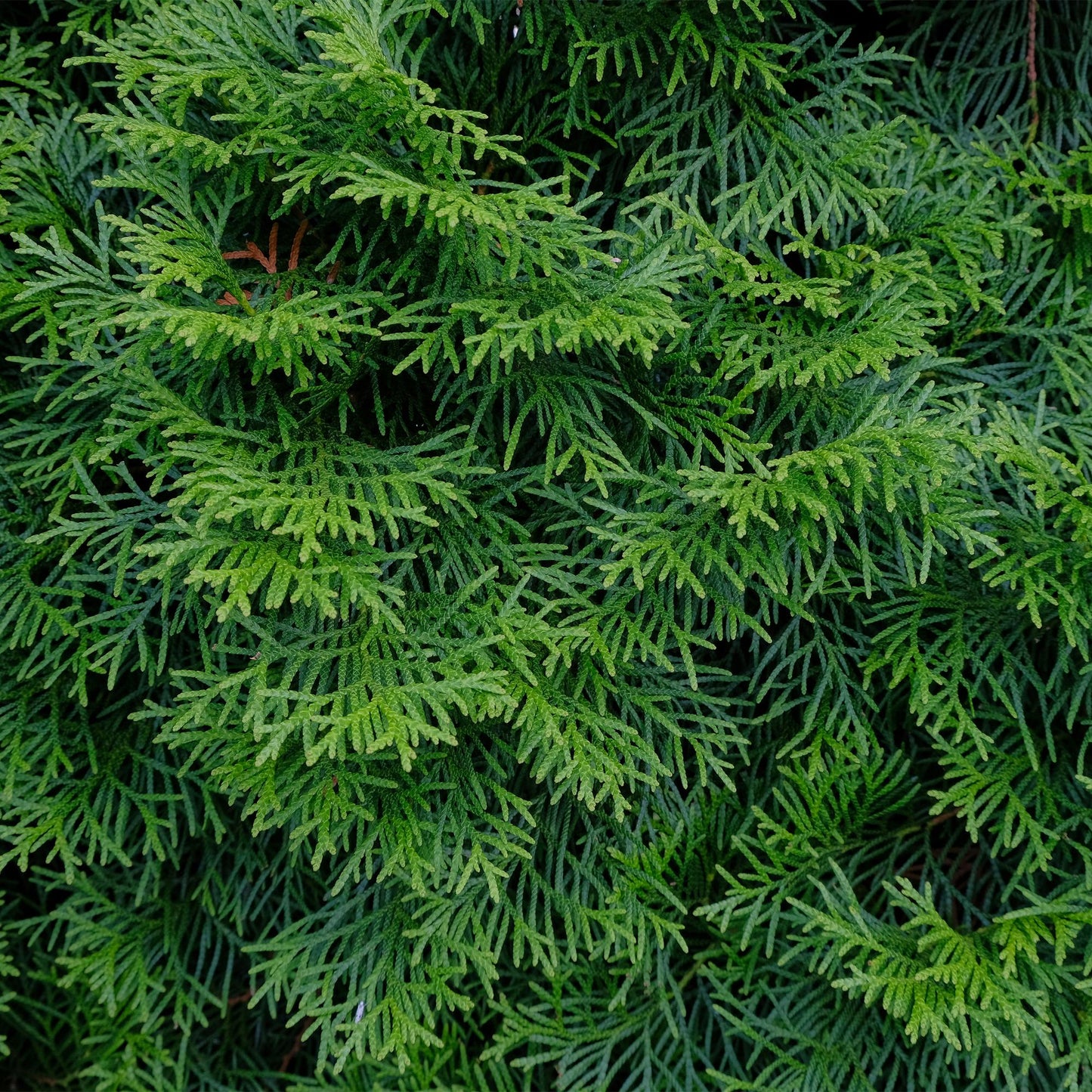 🌿 Thuja occidentalis ‘Smaragd’ | Haagplant (8 Stuks)