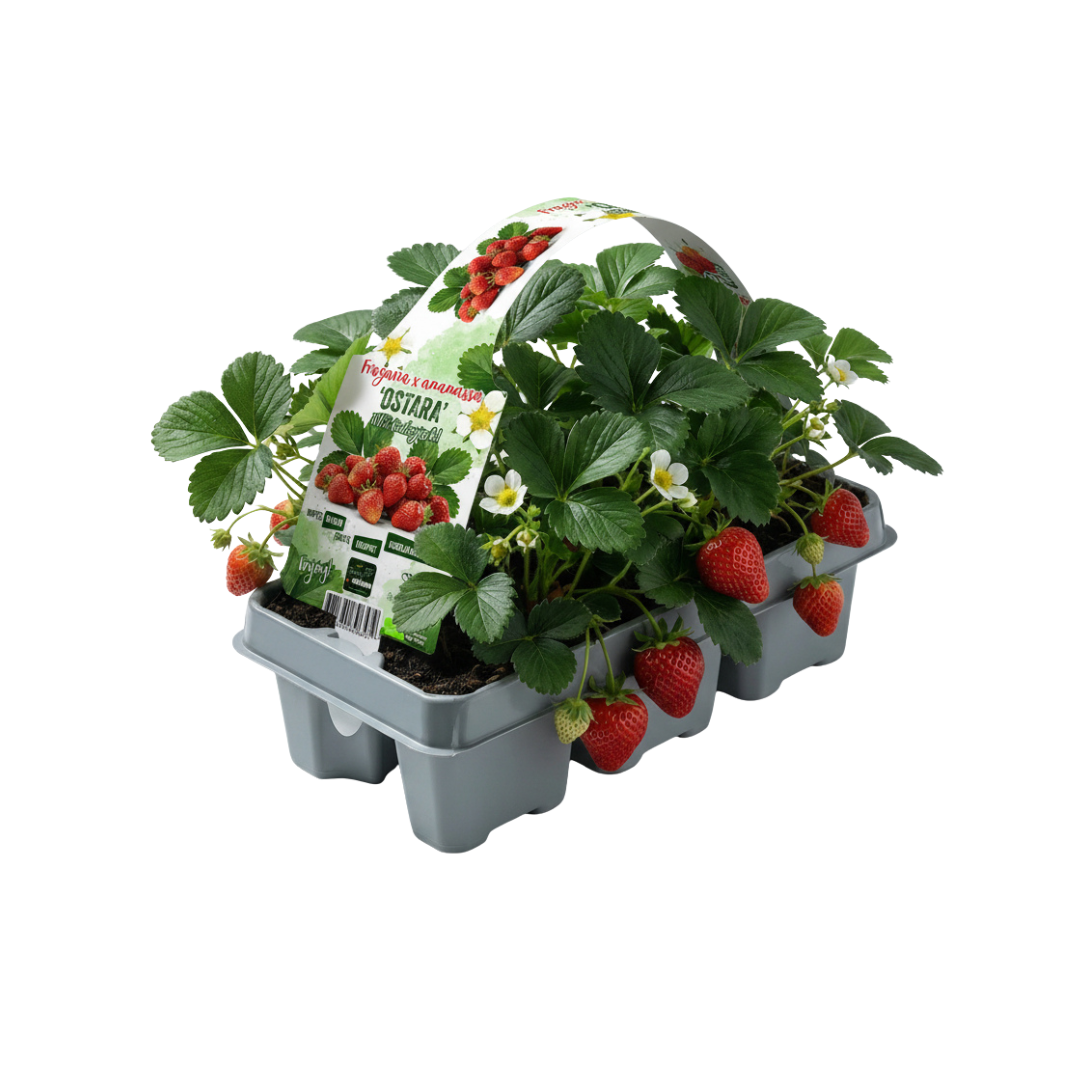 🍓 Biologische Aardbeiplanten | 72 Planten | 12x 6-Pack | Fragaria