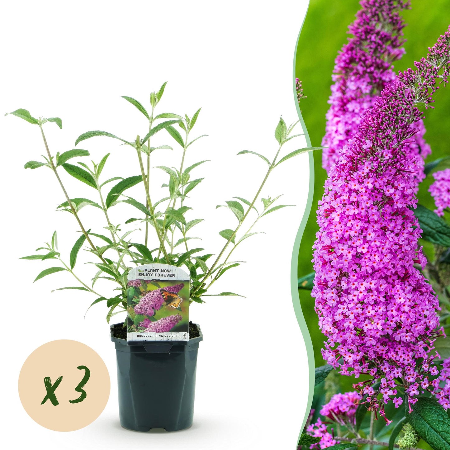 🦋 Buddleja davidii ‘Pink Delight’ – Roze Vlinderstruik | (3 stuks)