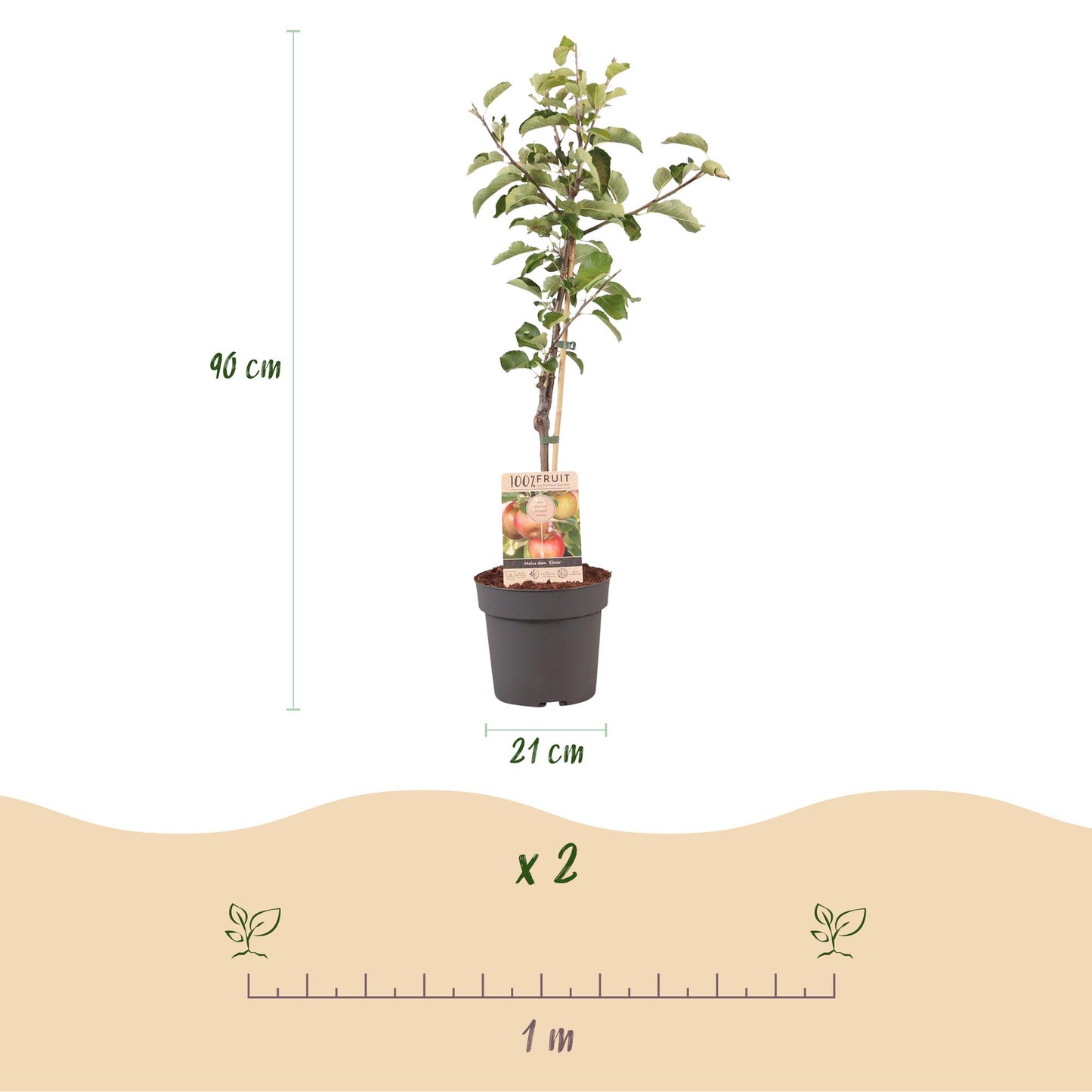 🍏 Malus domestica ‘Elstar’ – Appelboom