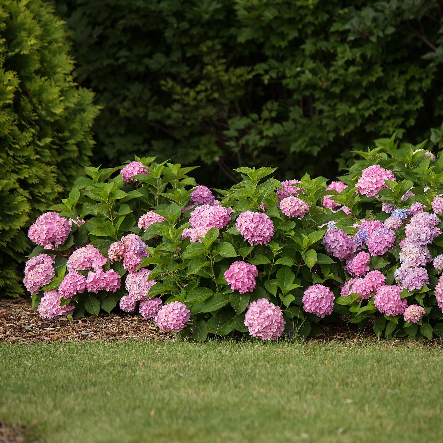 🌸 Hydrangea ‘Endless Summer – The Original Pink’ | Hortensia (8 Stuks)