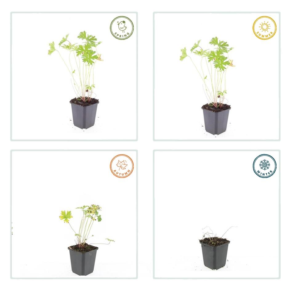 🌸 Geranium ‘Johnson’s Blue’ – Winterharde Bloeiende Bodembedekker (6 stuks)