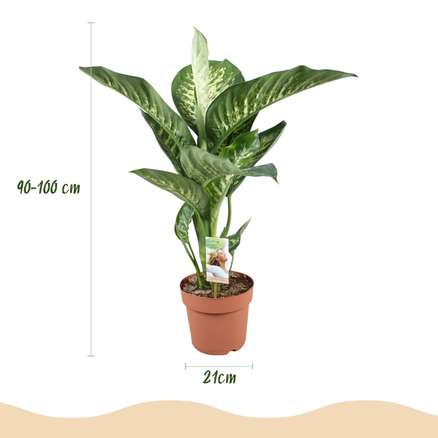 🌿 Dieffenbachia ‘Tropic Snow’ – Sterke Groene Kamerplant