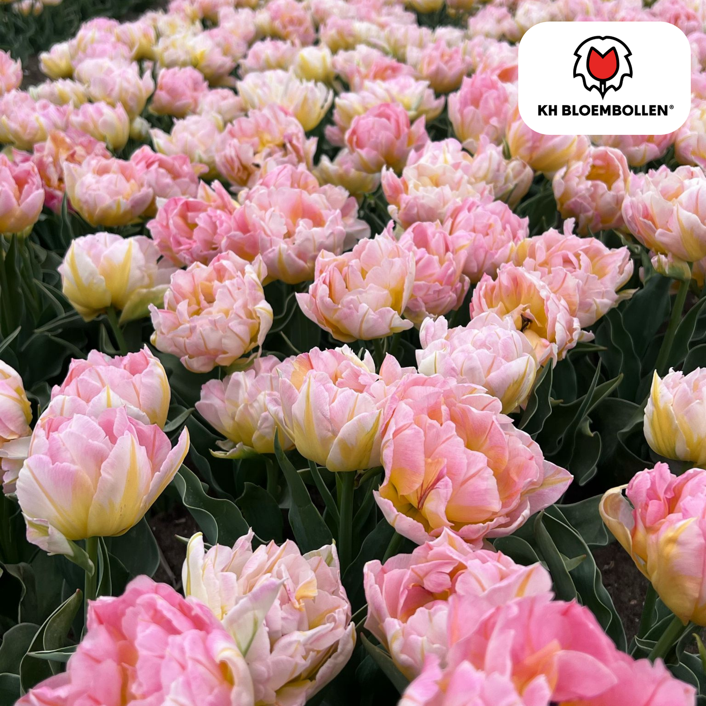 🌷 Tulpenbollen ‘Password’ – Roze Dubbelbloemige Tulp (20 Stuks)
