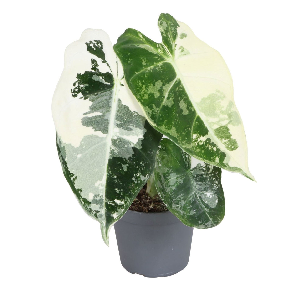 🌿 Alocasia ‘Frydek Variegata’ – Bonte fluweelplant