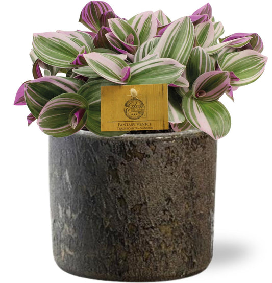🌸 Tradescantia Nanouk  + Maas Pot – Bruin