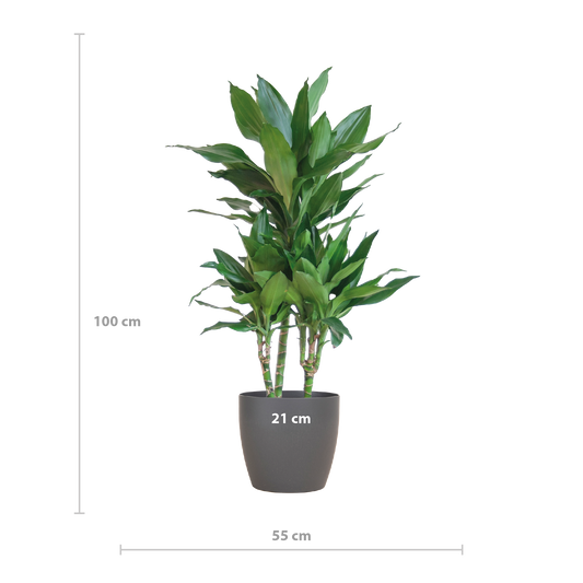 🌿 Dracaena ‘Janet Lindt’ – Groenblijver met Vibers Pot Grijs