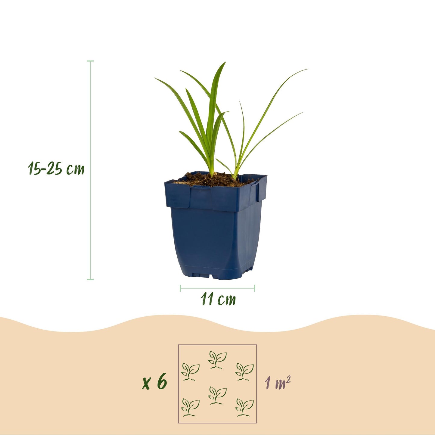 🌿 Agapanthus africanus 'Albus' – Witte Afrikaanse Lelie | 3 stuks