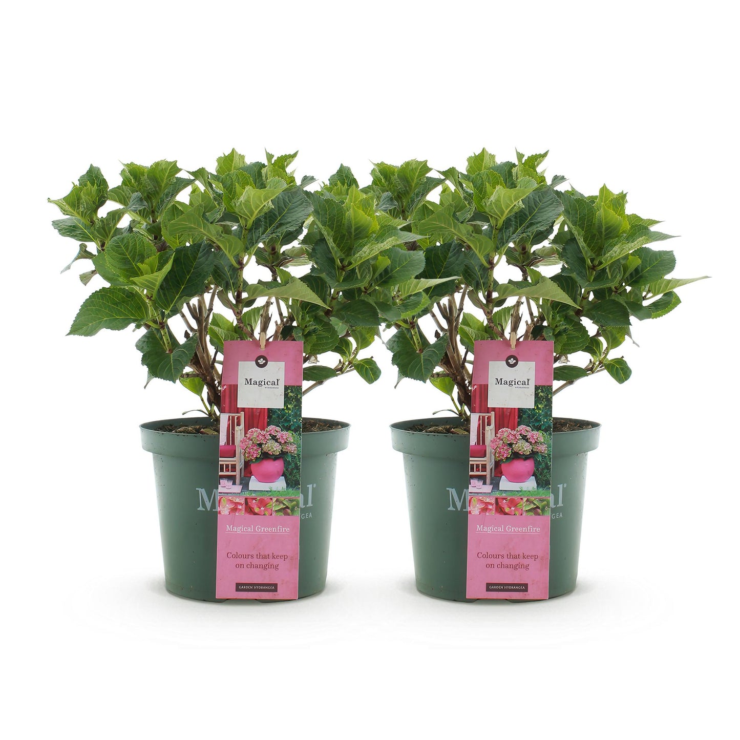 🌸 Hydrangea ‘Magical Green Fire’ – Roze Groene Hortensia | (2 stuks)