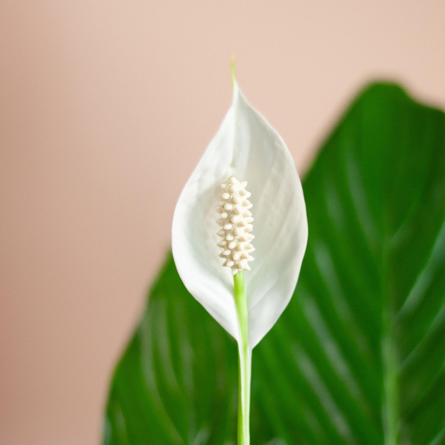 🤍 Spathiphyllum – Lepelplant met Vibers Pot Grijs