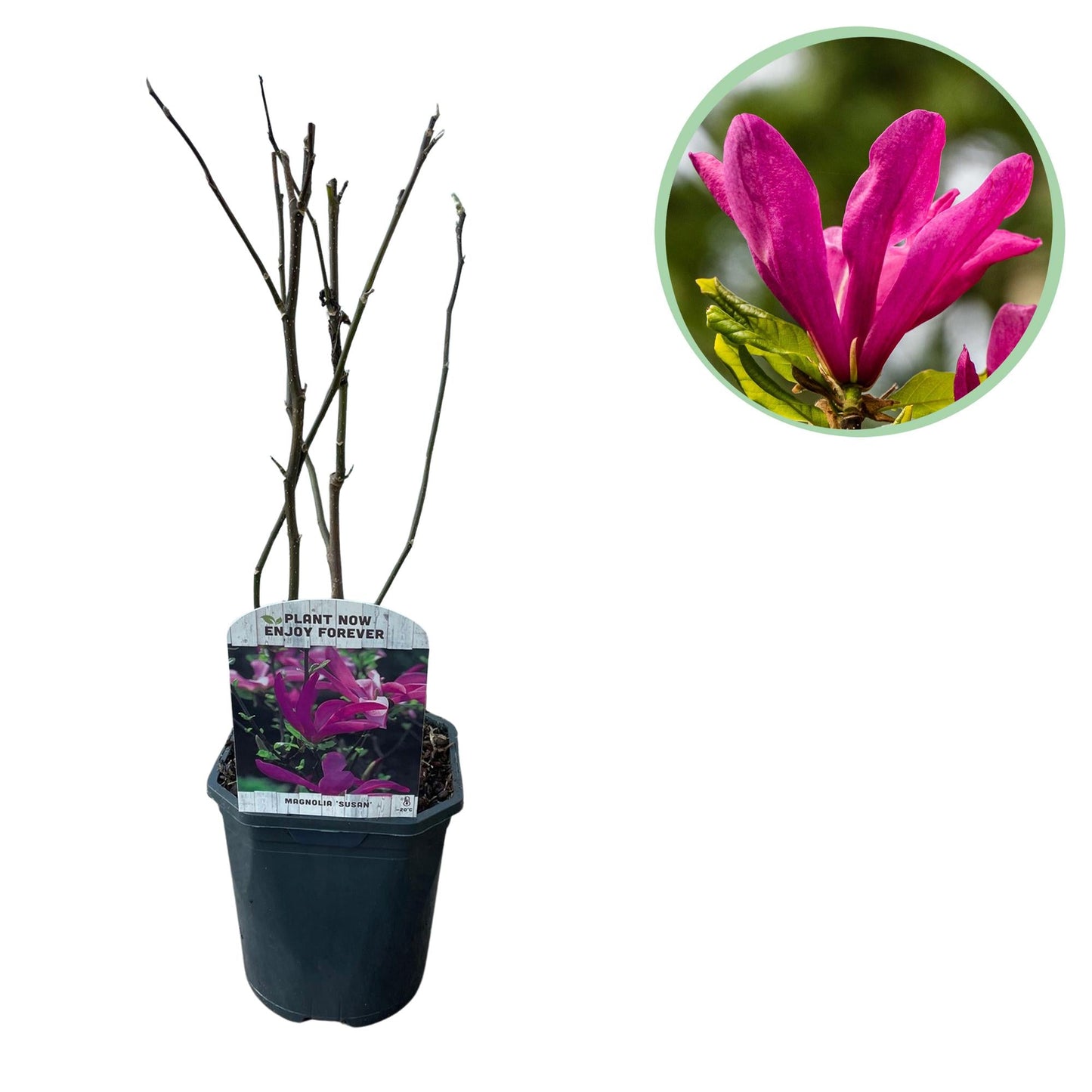 🌸 Magnolia ‘Susan’ – Magnolia