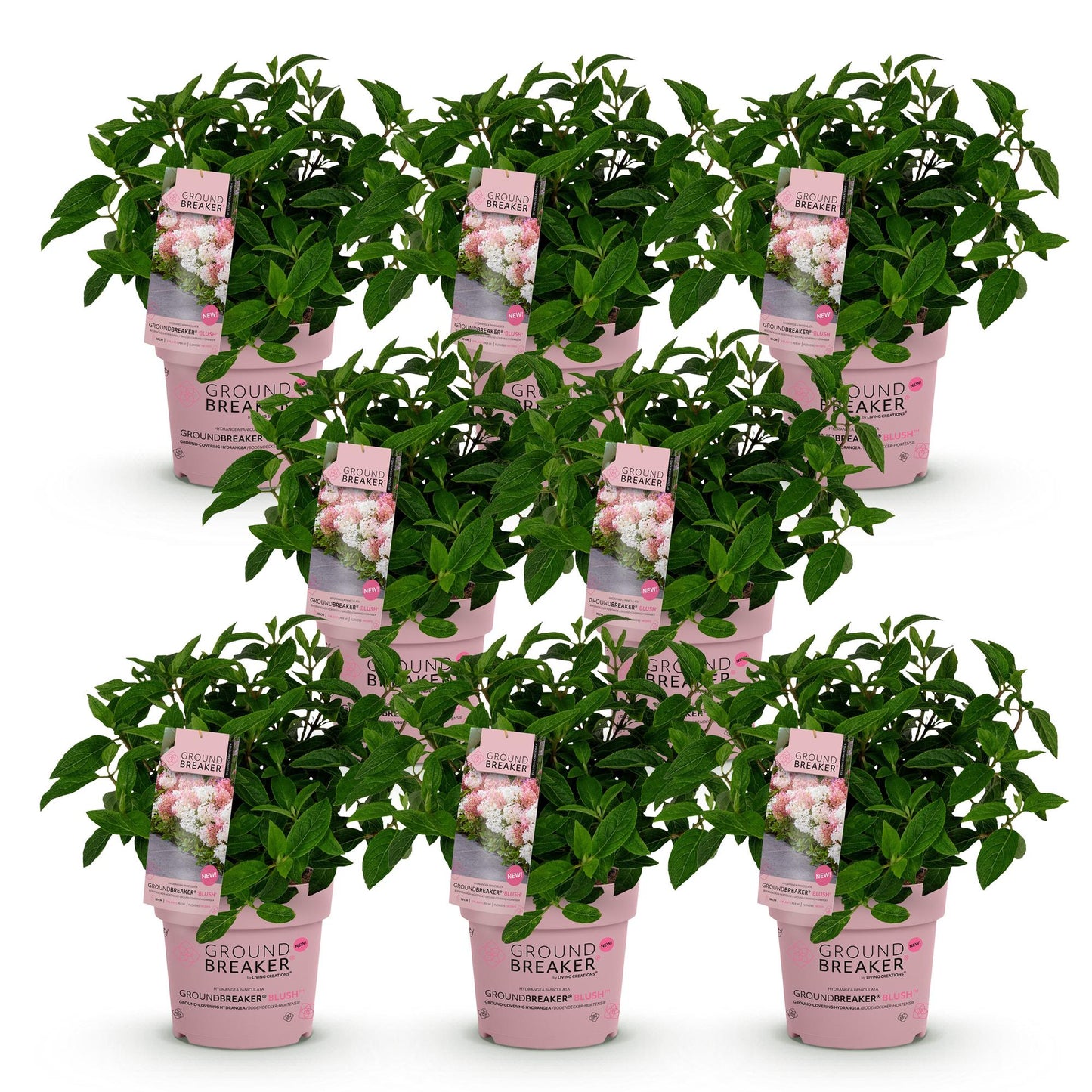🌸 Hydrangea paniculata 'Groundbreaker Blush' – Pluimhortensia (8 stuks)