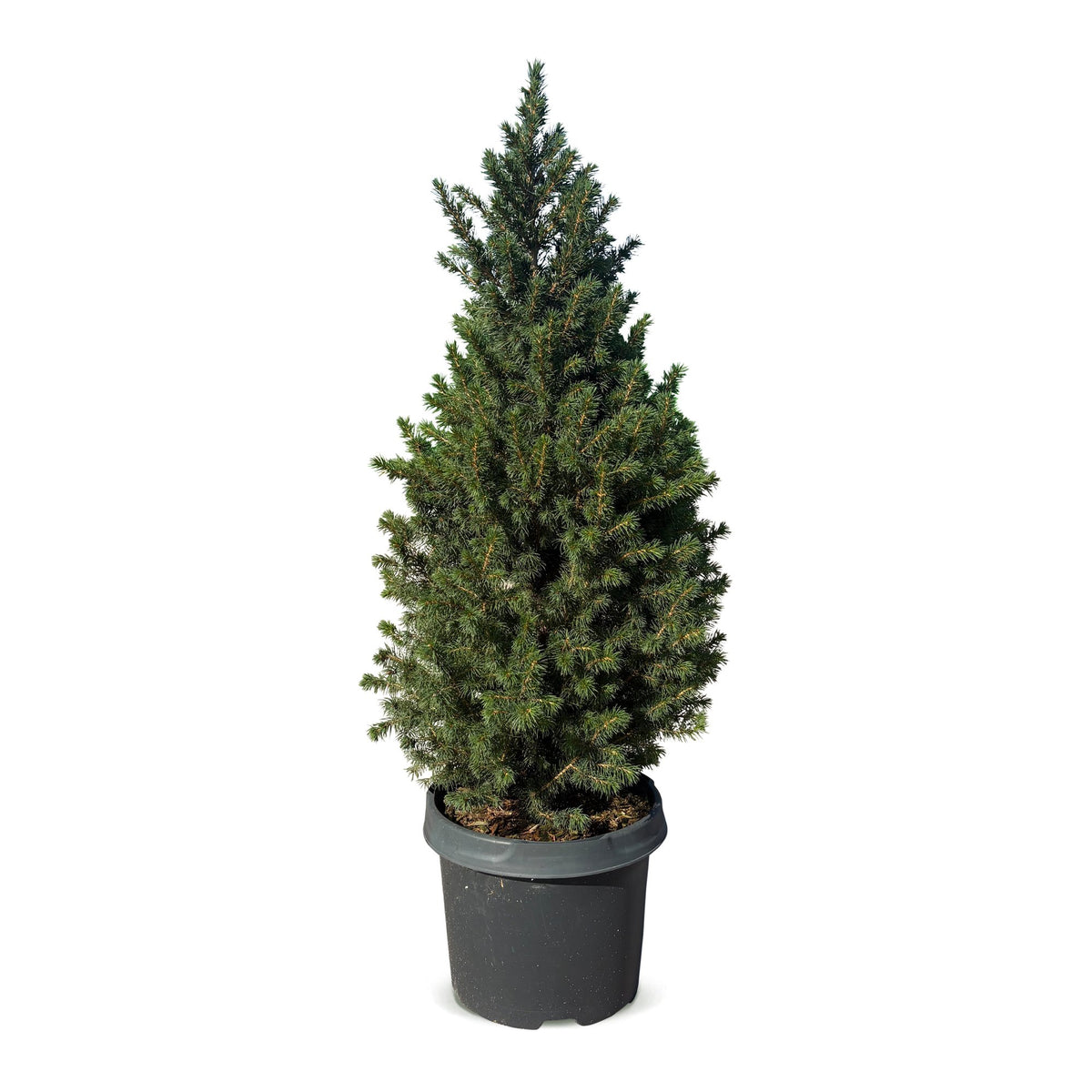 🎄 Picea glauca ‘Conica’ – Groene kegelspar voor een sfeervolle kerst