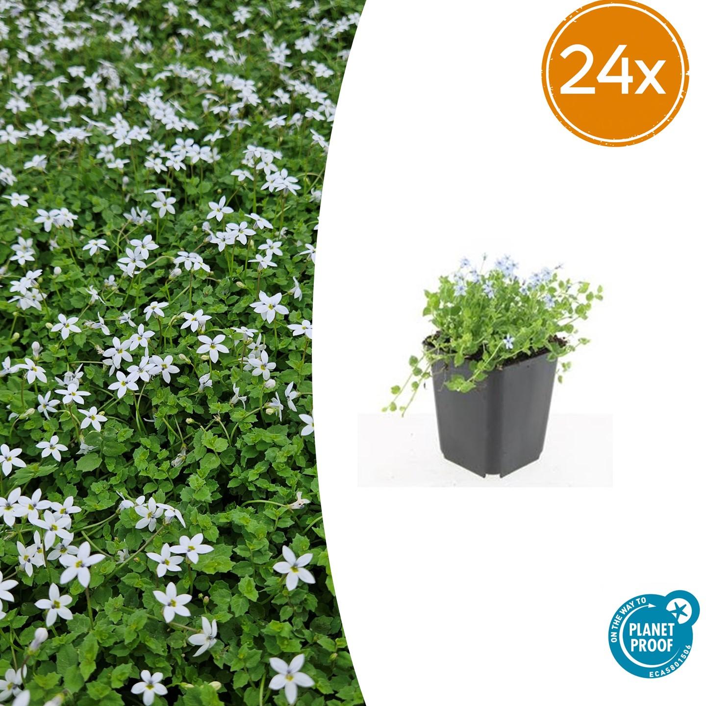 🌿 Isotoma ‘Alba’ – Winterharde Witte Bodembedekker (24 stuks)