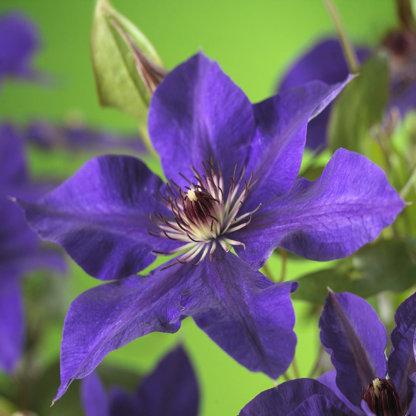 🌸 Clematis ‘The President’ – Klimplant (2 Stuks)