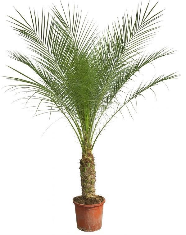 🌴 Phoenix Roebelenii – Elegante Dwergdadelpalm