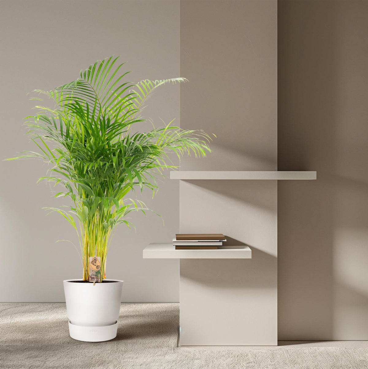 🌴 Areca Palm – Luchtzuiverende Tropische Kamerplant