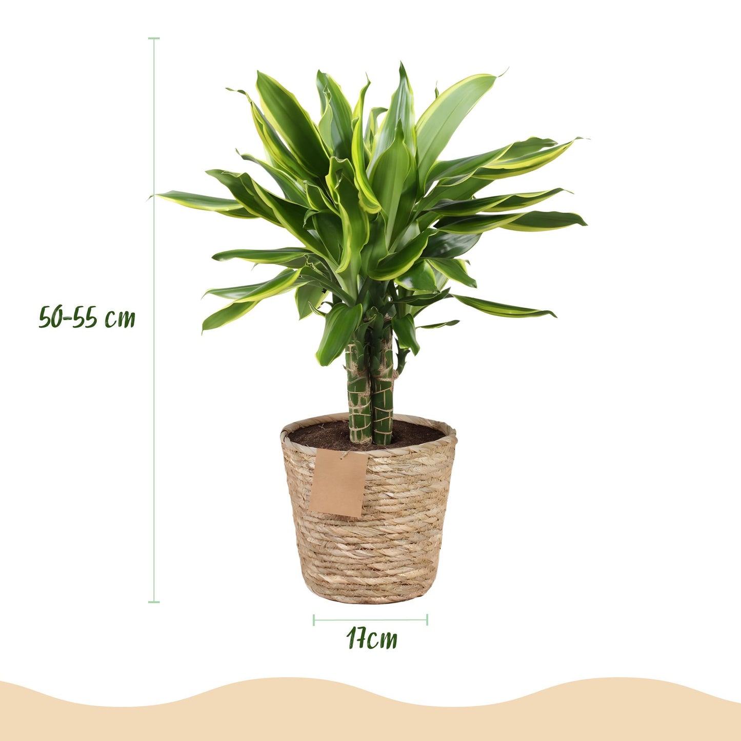 🌿 Dracaena ‘Golden Coast’ | Drakenbloedboom Set met Mand (2 Stuks)