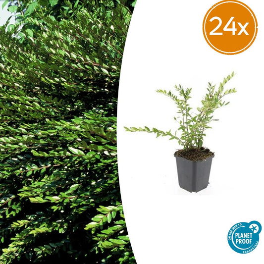 🌿 Lonicera pileata – Wintergroene Bodembedekker (24 stuks)