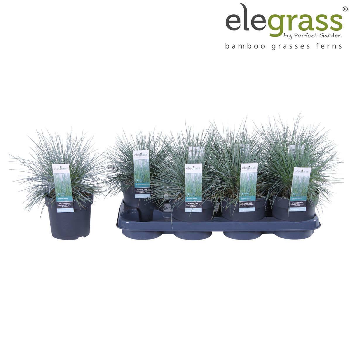 💙 Festuca glauca ‘Azura Blue’ – Blauw Siergras