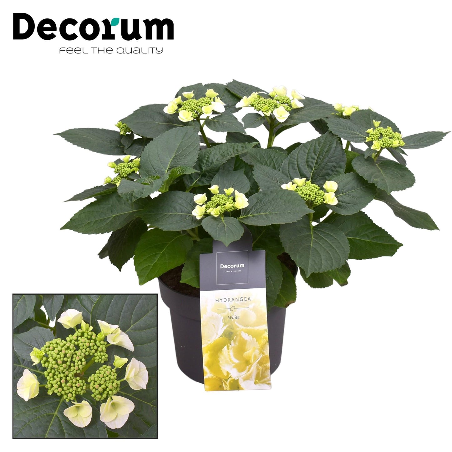 🌸 Hydrangea Teller ‘Benxi’ Wit – Decorum Hortensia