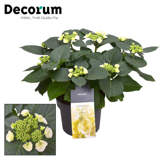 🌸 Hydrangea Teller ‘Benxi’ Wit – Decorum Hortensia