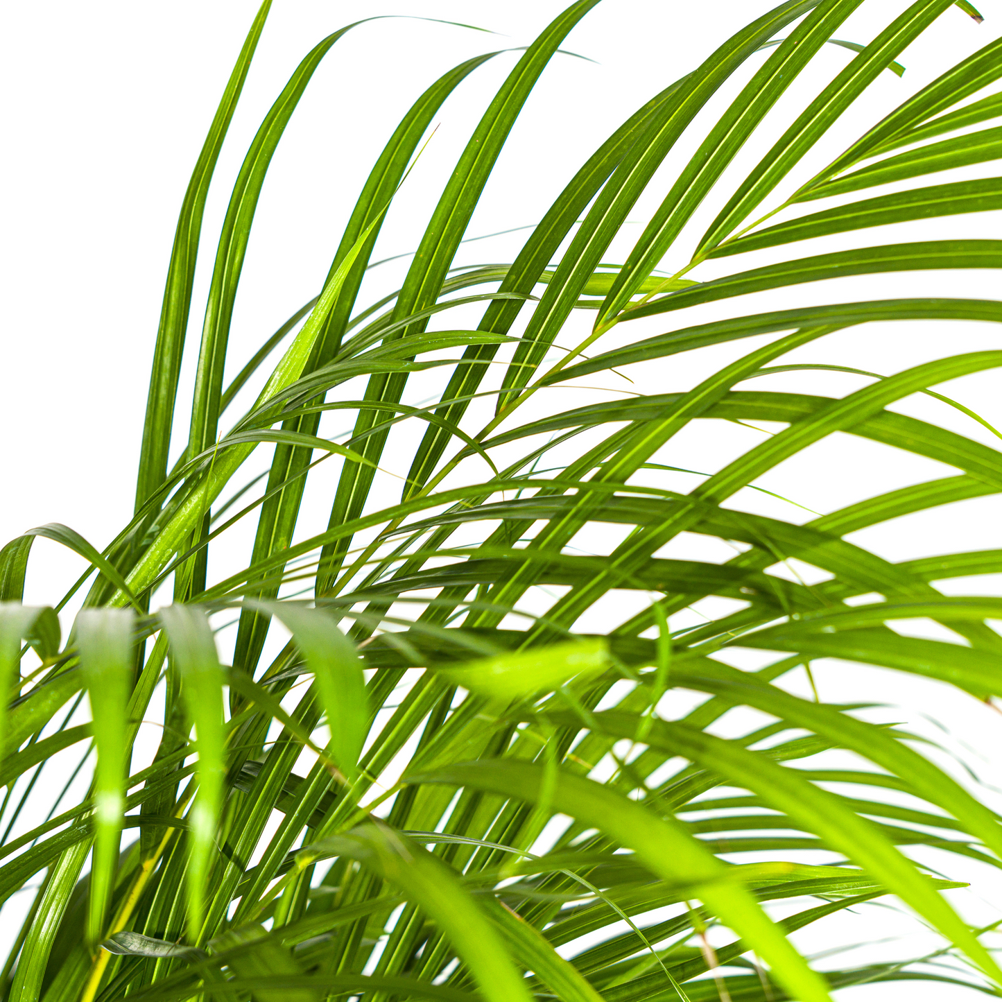 🌿 Dypsis lutescens – Areca Palm