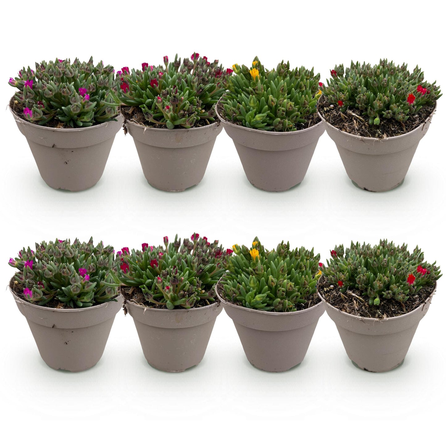 🌸 Bodembedekker Delosperma Mix | Winterharde IJsbloem Mix (8 stuks)