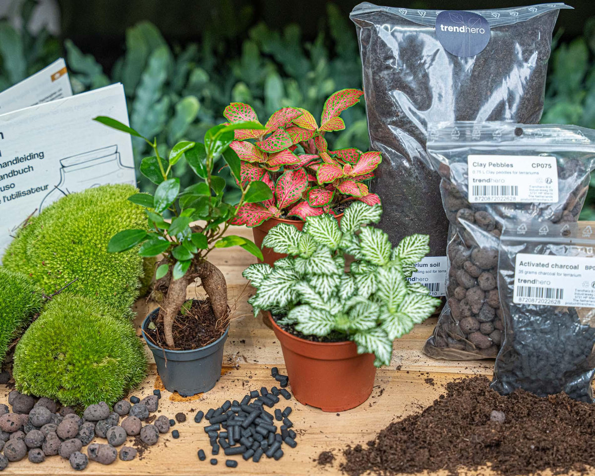 🌿Terrarium Navulling & Startpakket – Ficus Ginseng Bonsai