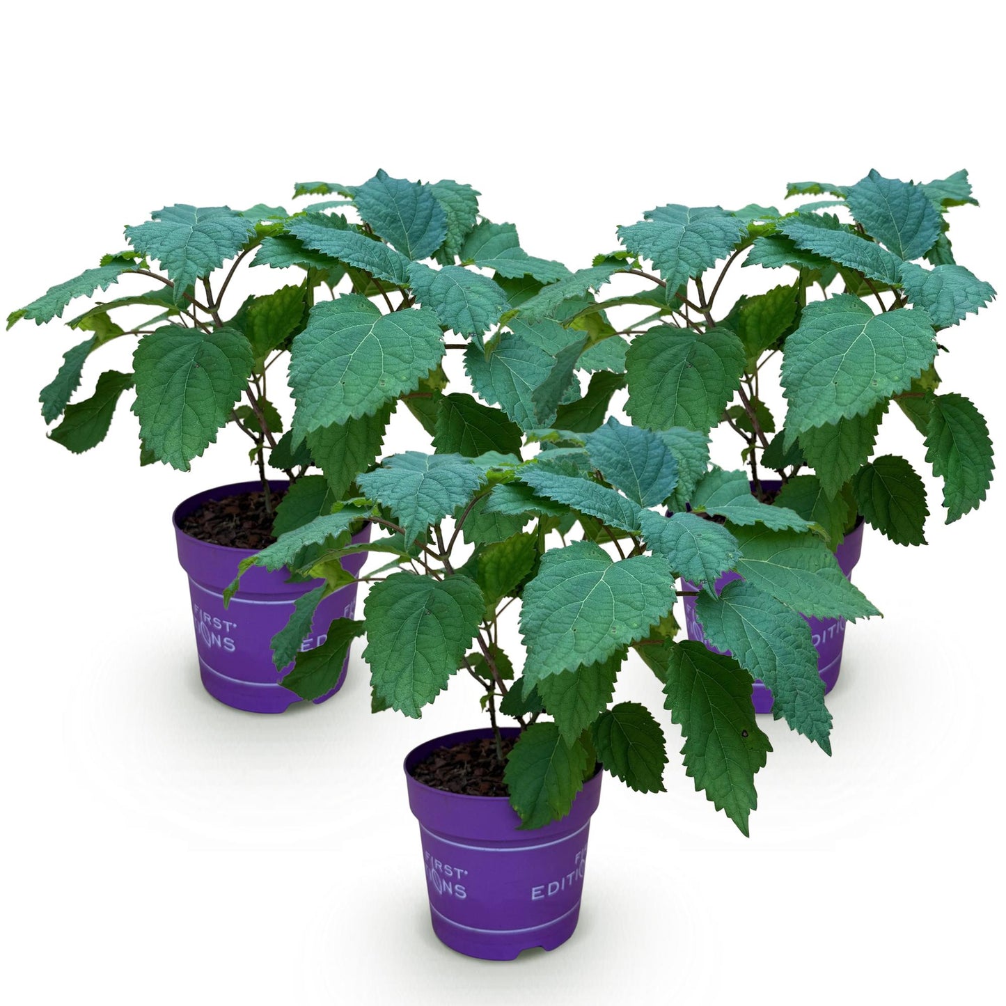 🌸 Hydrangea arborescens ‘FlowerWOW’ – Witte Hortensia | (3 stuks)