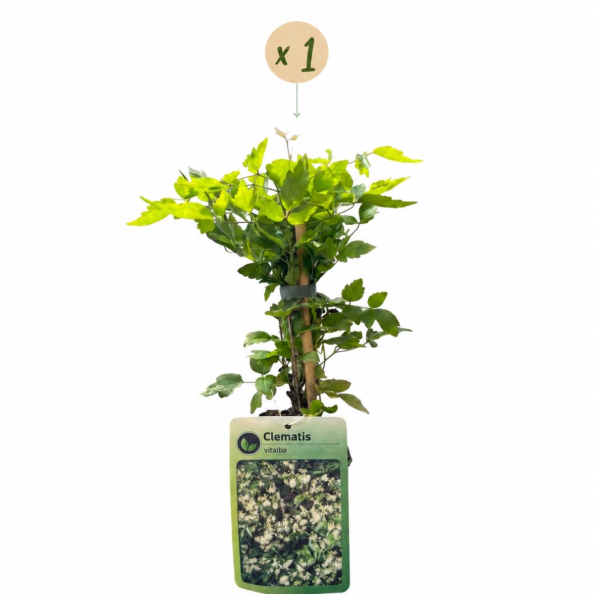🤍 Clematis vitalba – Bosrank – Witte inheemse klimplant