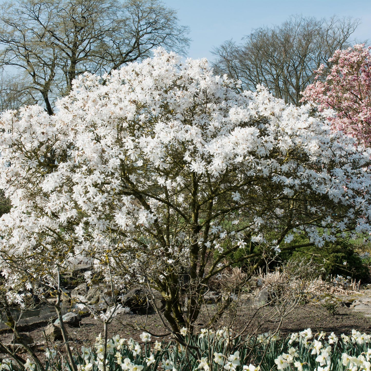🤍 Magnolia stellata – Stermagnolia
