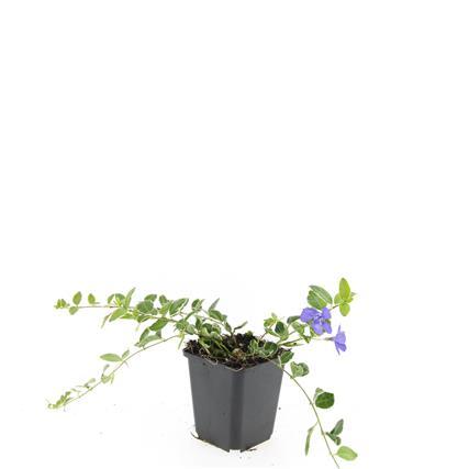 Vinca minor ‘Ralph Shugert’ – Bloeiende bodembedekker – (24 stuks)