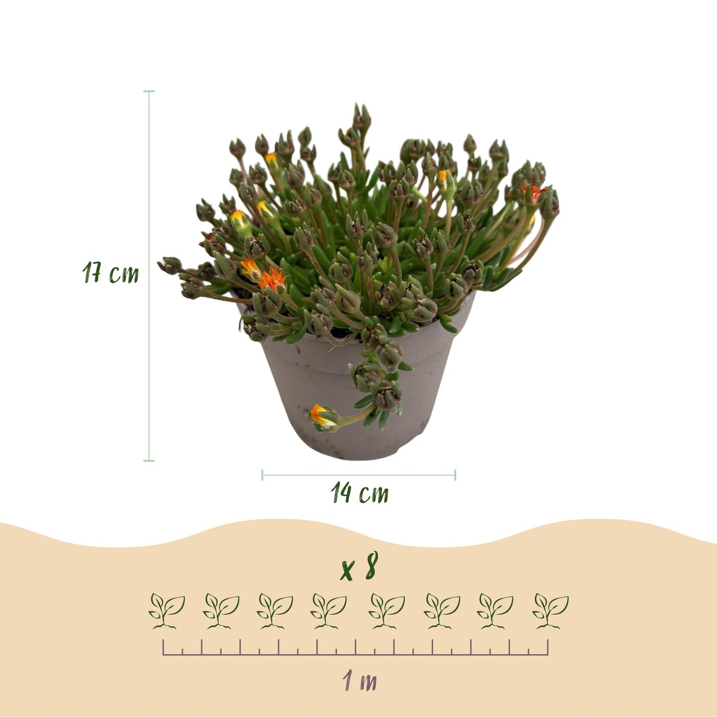 🌸 Delosperma ‘Jewel of Desert’ Mix – IJsbloem | (8 stuks)