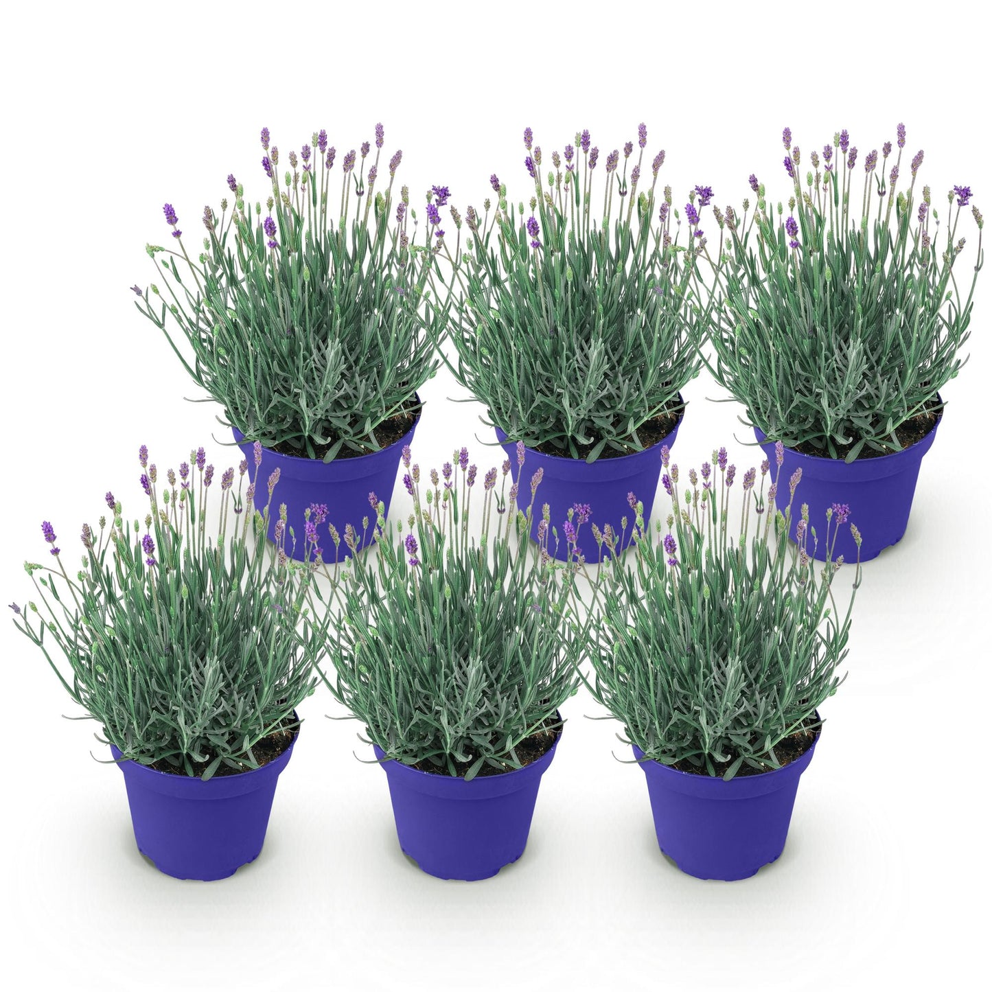 🌿 Lavandula ‘Hidcote’ | Lavendel Set (6 Stuks)