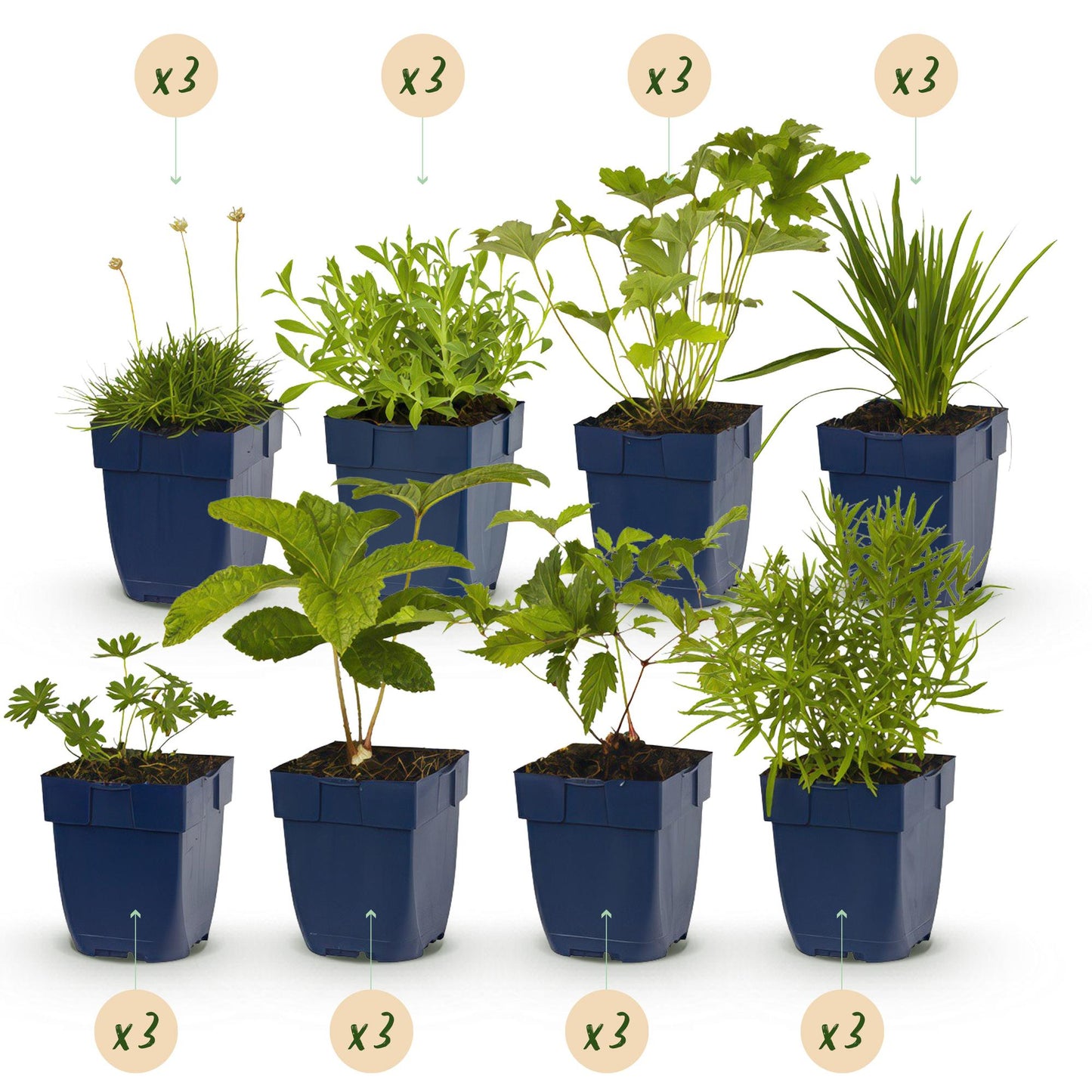 🤍 Borderpakket Witte Bloemen – 24 Vaste planten | ±3 m²