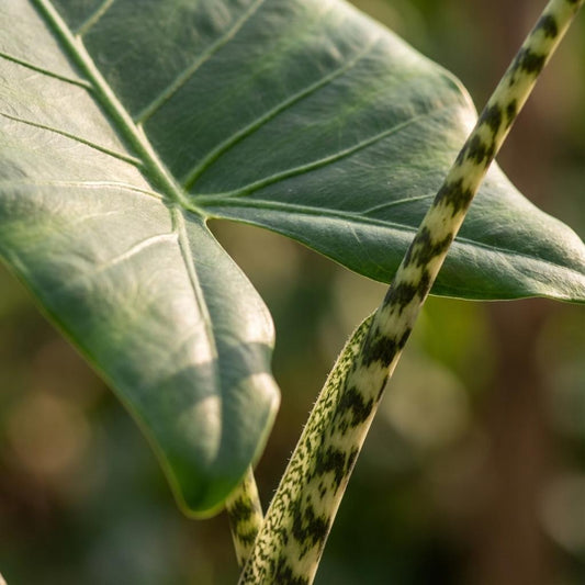 🌿 Alocasia Zebrina | Olifantsoor met Witte Pot