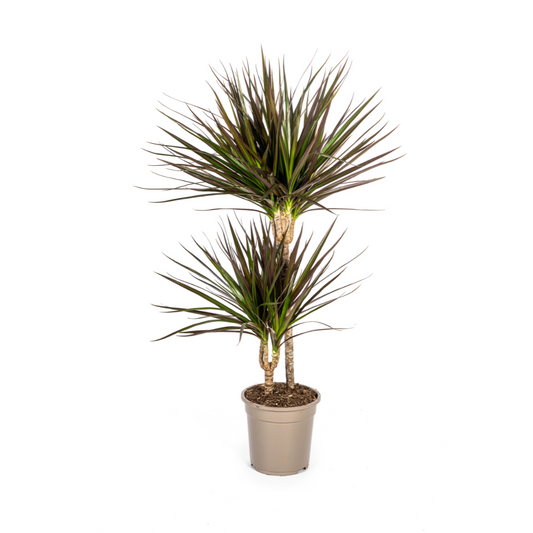 🌿Dracaena Marginata ‘Magenta’