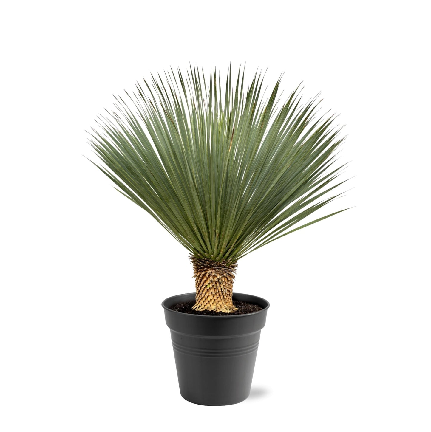 🌵 Yucca rostrata – Winterharde Palmlelie (1 plant)