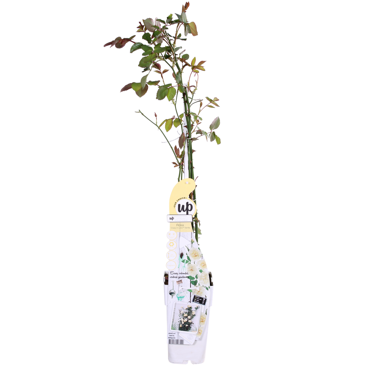 🤍 Rosa Crazy in Love ‘Vanilla’ – Crème Klimroos