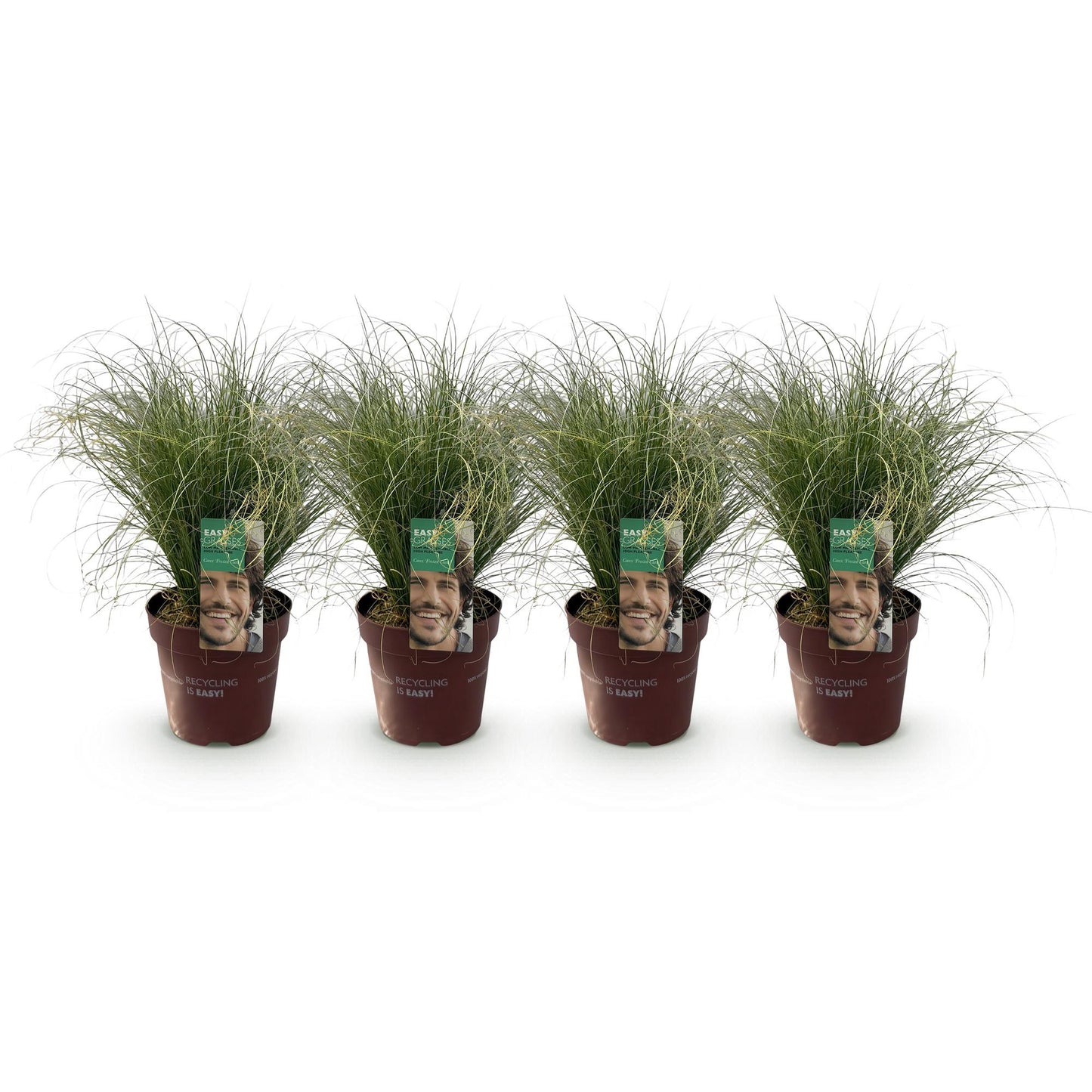 🌾 Carex comans ‘Frosted Curls’ – Siergras | (4 stuks)