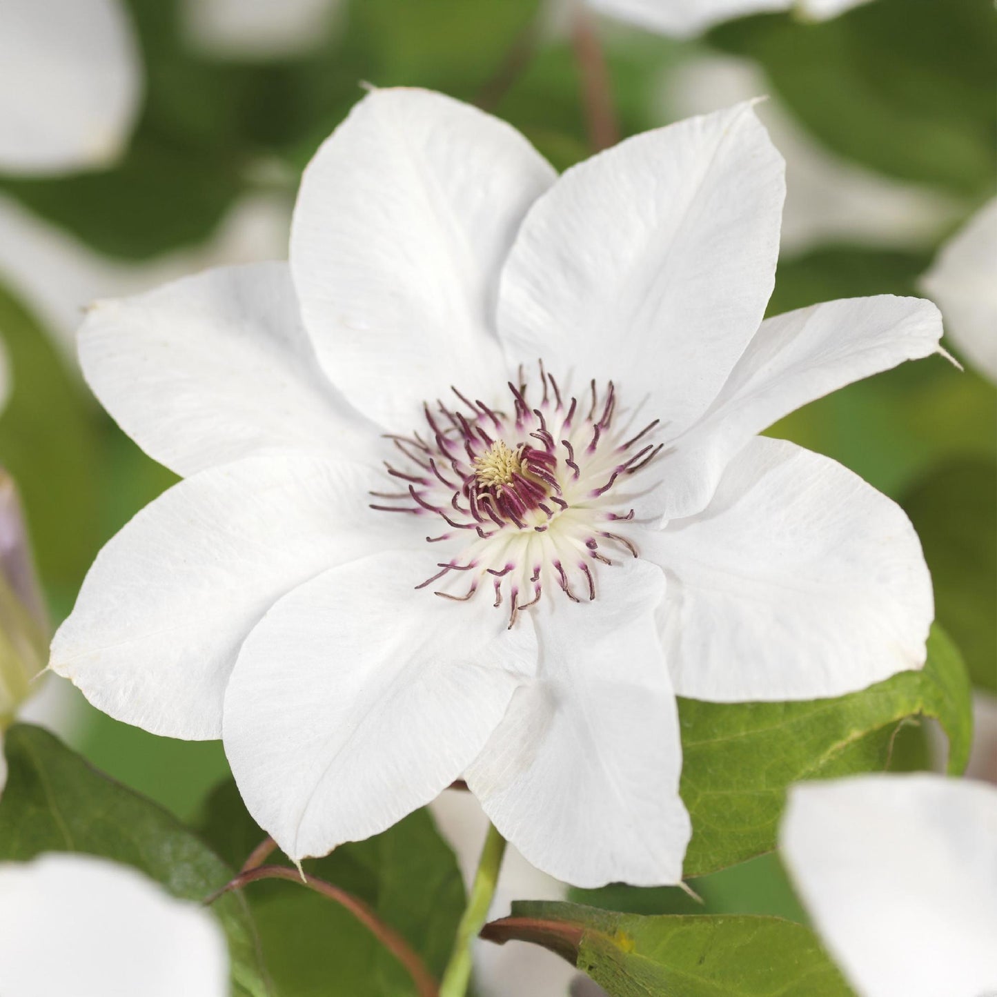 🤍 Clematis ‘Miss Bateman’ – Klimplant (2 Stuks)