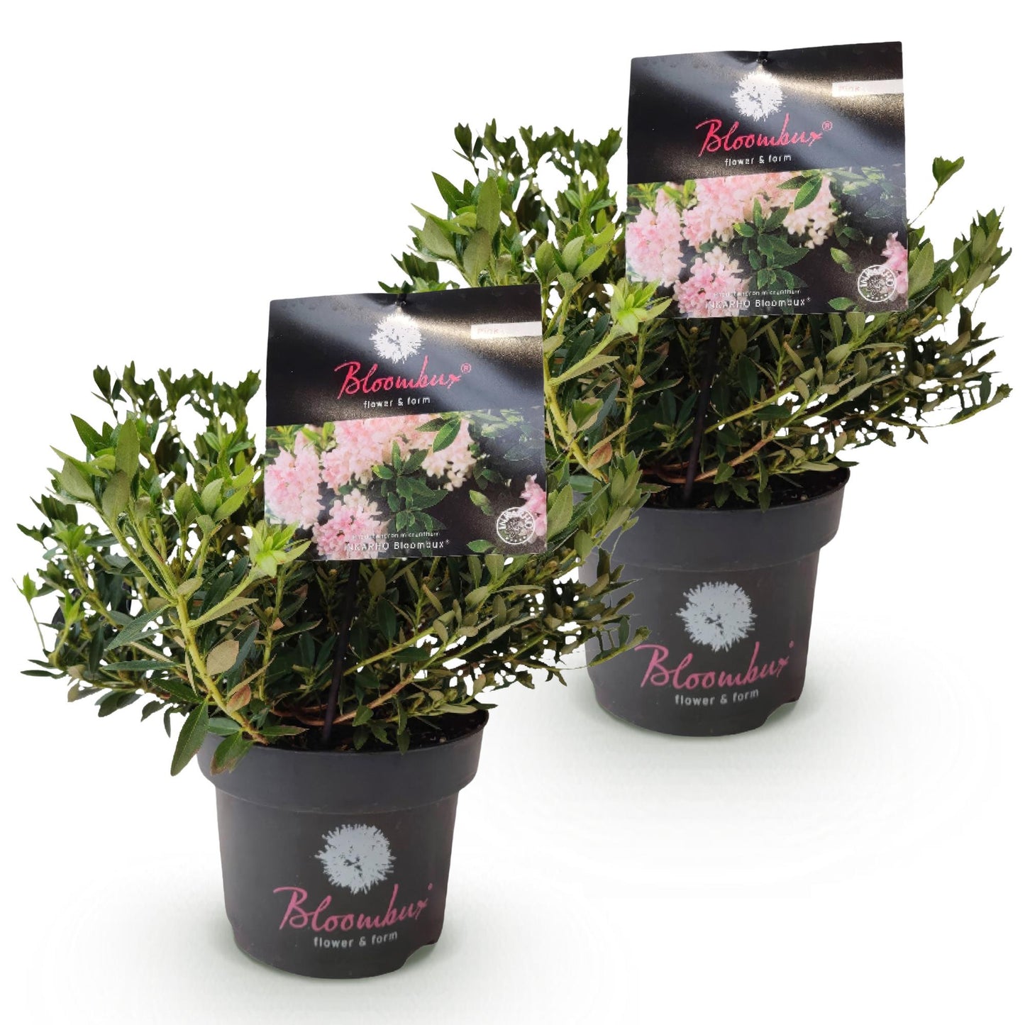 🌸 Dwerg Rhododendron ‘Bloombux Light Pink’ | (2 stuks)