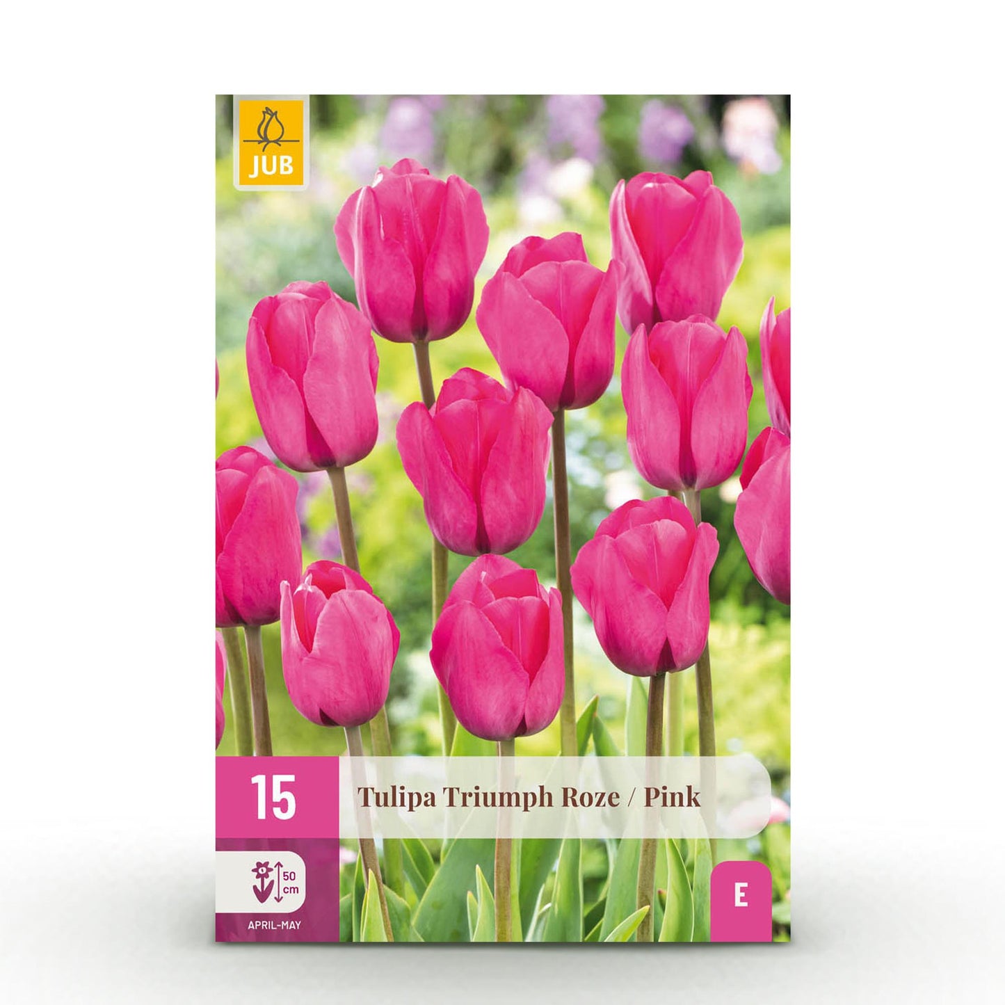 🌷 Tulp Triumph Pink – Zachtroze Tulp (15 stuks)