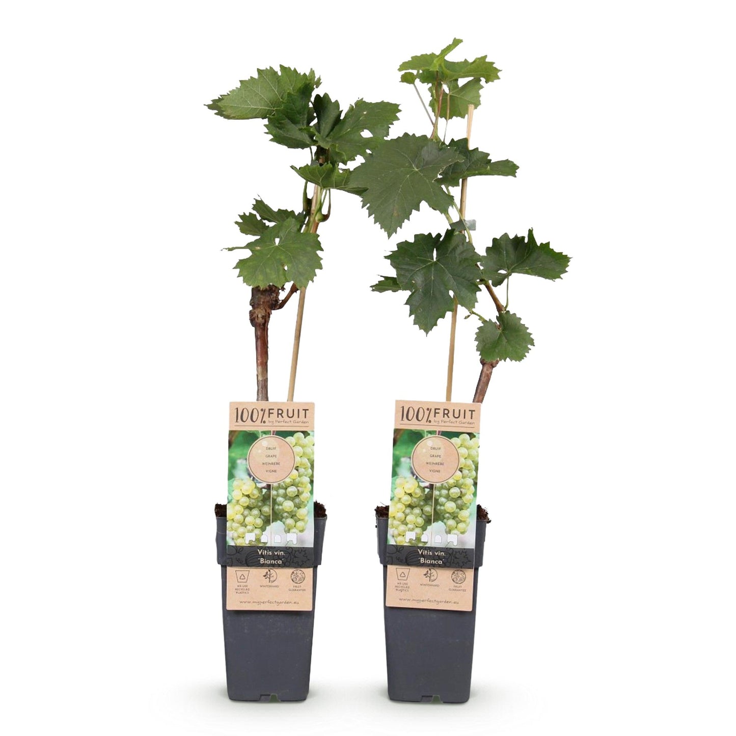 🍇 Vitis vinifera ‘Bianca’ – Witte Druif (2 Stuks)