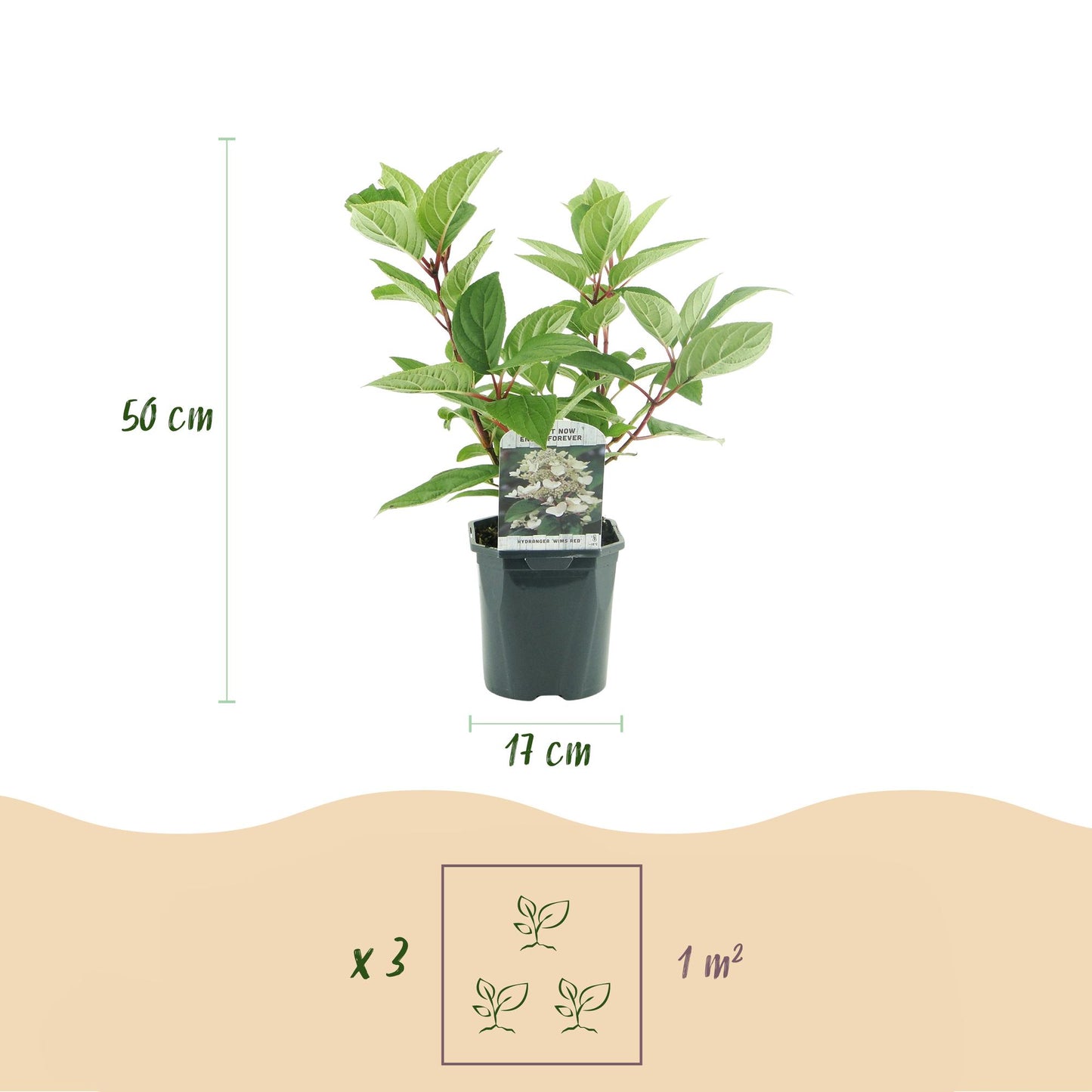 🌸 Hydrangea paniculata ‘Wim’s Red’ – Pluimhortensia | (3 stuks)