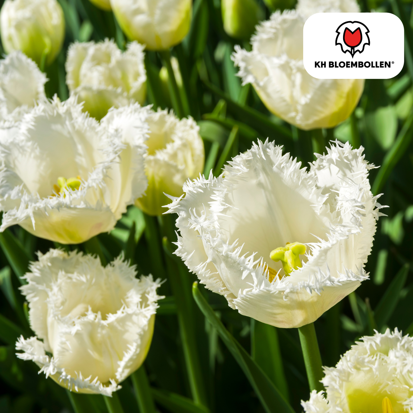 🌷 Tulpenbollen ‘Honeymoon’ – Witte Tulp met Kartelrand (20 Stuks)