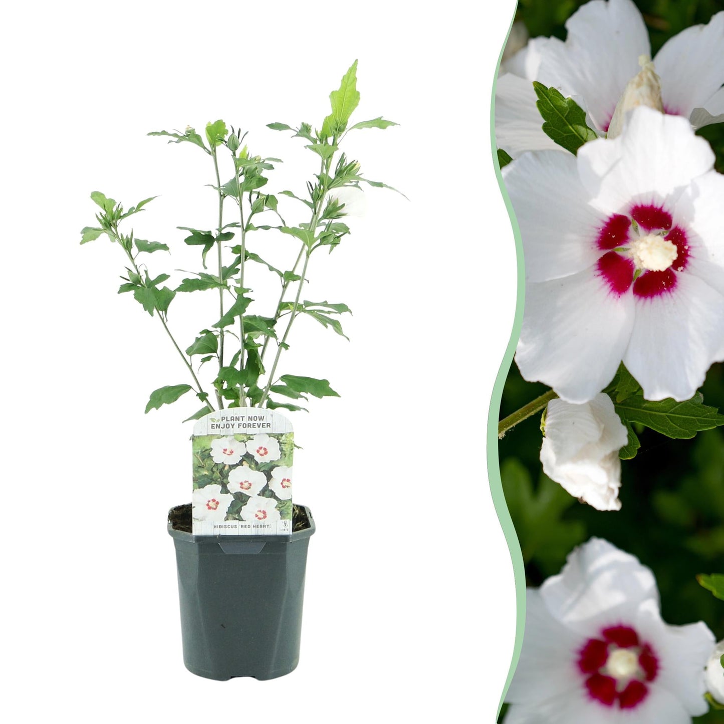 🤍 Hibiscus syriacus ‘Red Heart’ – Hibiscus